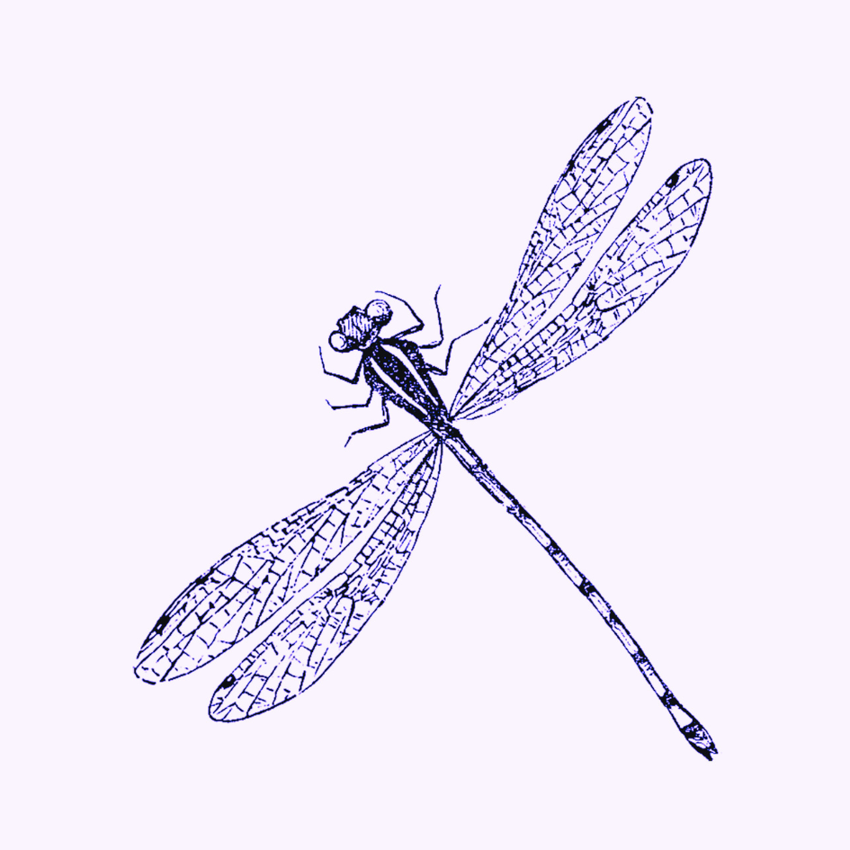 Dragonfly Dreams by Sarah