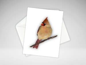 a greeting card of a female cardinal perched on a branch facing left.